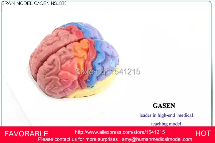 

MEDICAL MODEL OF THE HUMAN BRAIN OF THE CORTEX FUNCTION ZONING DISTRICT MODEL BRAIN AND NERVOUS MODEL GASEN-NSJ002