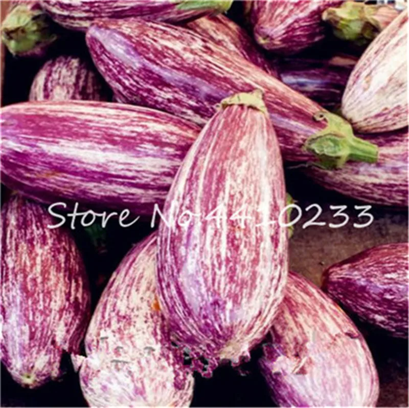 100 Pcsbag Mixed Species Eggplant Bonsai Organic Healthy Vegetable Non