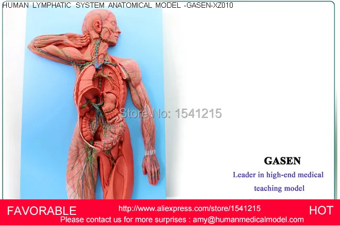 

LYMPHATIC SYSTEM MODEL,HUMAN LYMPHATIC SYSTEM MODEL,SIMULATION ANATOMICAL LYMPHATIC SYSTEM ANATOMY MEDICAL MODEL-GASEN-XZ010