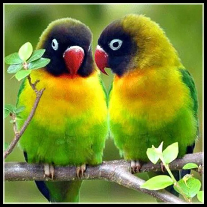 

5D DIY Diamond Embroidery Round Parrot Picture Rhinestones Pattern Diamond Painting Cross Stitch Needlework Crafts Gift