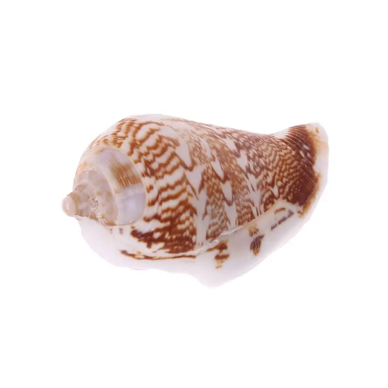 Аквариум натуральный морской декоративная раковина креветки скрытой области Декорации для аквариума