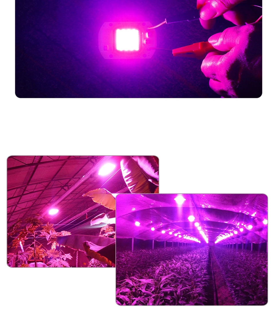 COB светодиодный светильник для выращивания 10 Вт, 20 Вт, 30 Вт, 50 Вт, полный спектр, светодиодный фито-лампа высокой мощности, умная Диодная Матрица для растений 110 В, 220 В