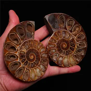 

8fa j00881 1 pairs of Split Ammonite Fossil Specimen Shell Healing Madagascar a