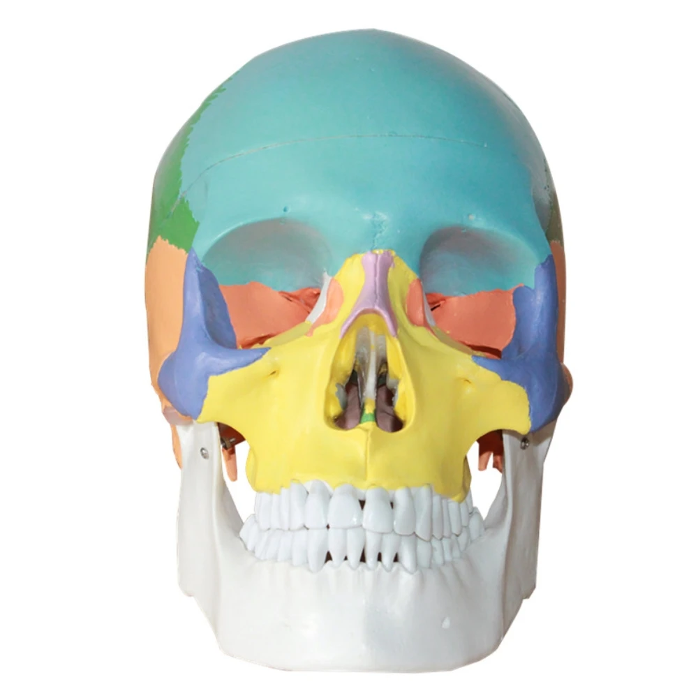 

19*15*21cm Anatomical human color skull model 3 parts 1:1 anatomical medical teaching skeleton