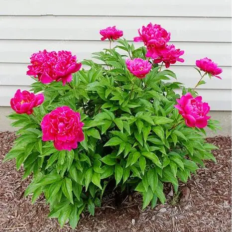 

Paeonia Lactiflora Bonsai Rare Bonsai Peony Tree Bonsai Perennial Garden Flower Bonsai Potted
