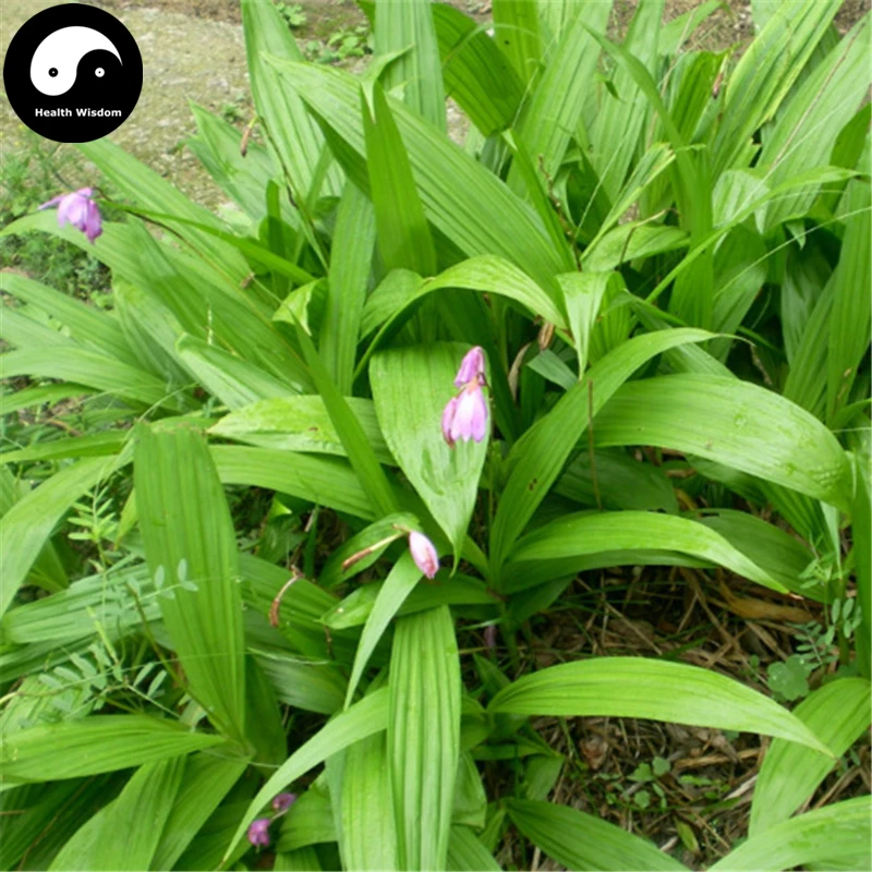 

Buy Herb Bletilla Striata Semente 200pcs Plant Orchid Bletilla For Bai Ji