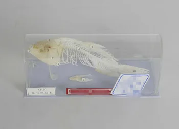 

fish skeletal specimens fish skeleton model educational equipment teaching model