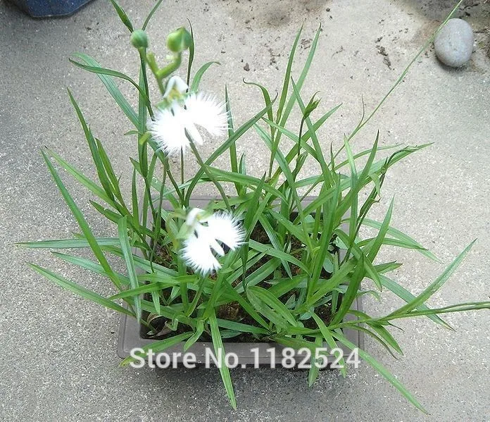 100pcs World's Rare Flower Japanese Radiata Seeds For Garden & Home