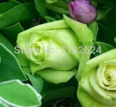 100pcs - Chinese Green Rose Seeds For Lover Verde ...