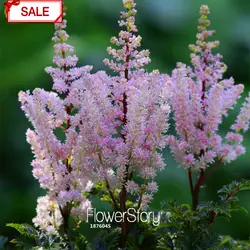 Продвижение потеря! Мульти-видов Multi-Color Astilbe Семена Цветов Многолетние Цветущие Растения В Горшках Семена Красивые Семена 100 Семян/пакет