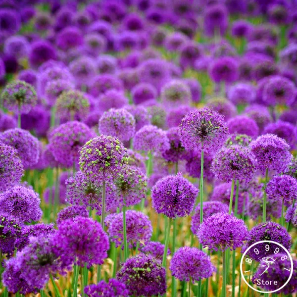 Промоакция! 50 шт./пакет висит Петуния смешанные gardenling, семена редкой петунии, карликовые деревья “утреннее сияние” растения, завод солнечной энергии для домашнего