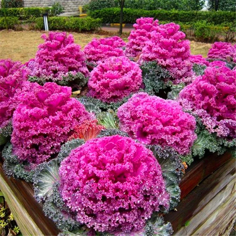 

rare 200 Pcs Brassica Oleracea Heirloom Mixed Ornamental Kale Flowering Cabbage Organic White Red Purple Vegetable Planting
