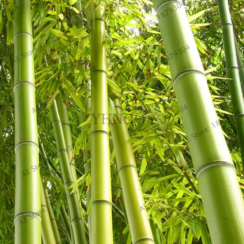 20 шт./пакет бамбук бонсай редкие, гигантские Радуга завод, множественный выбор цвета
