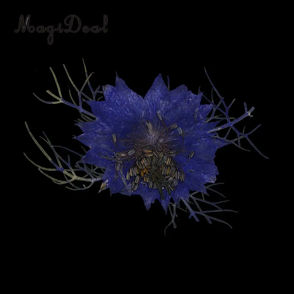 12pcs Love-in-a-mist Natural Pressed Real Dried Flower for Craft DIY Resin Ornaments