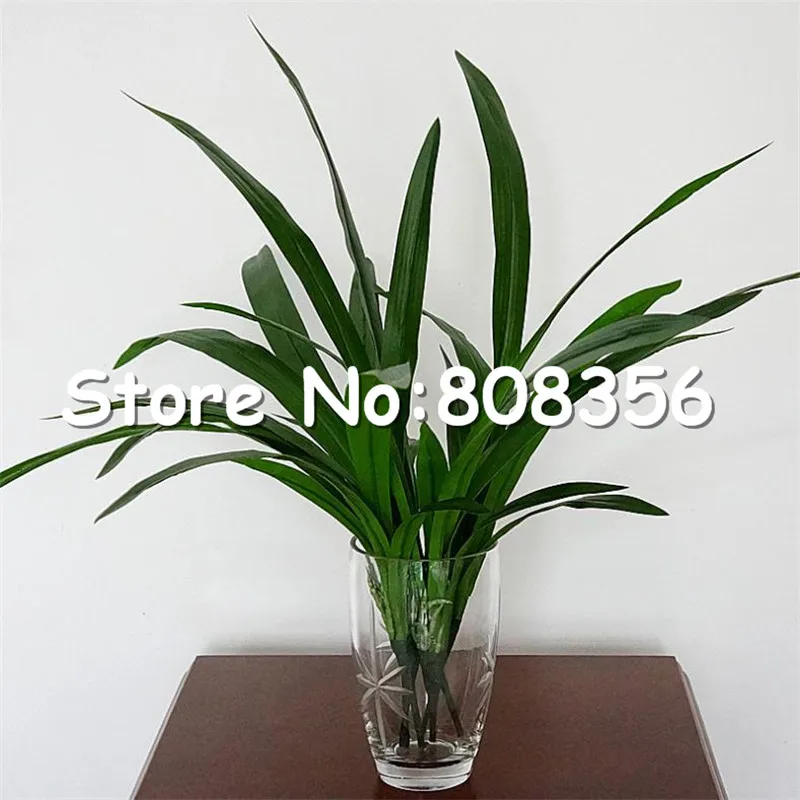 6 шт. Искусственный лист Cymbidium имитация пластиковых зеленых листьев для