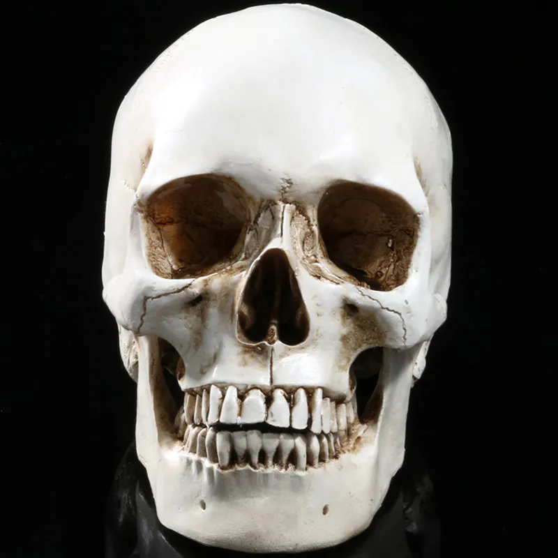 1:1 моделирование человеческий череп Модель Смола биологическая медицинская научная школа учебные материалы череп структура исследования