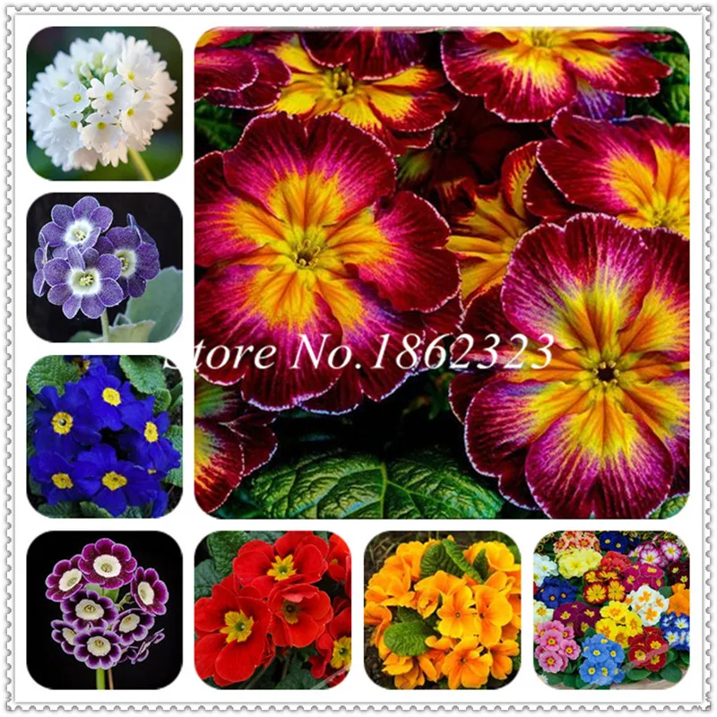 

200 pcs/bag Primula flower Bonsai,Indoor Plants Radiation Protection Bonsai,Natural growth for Home Garden Flower Pots Planters