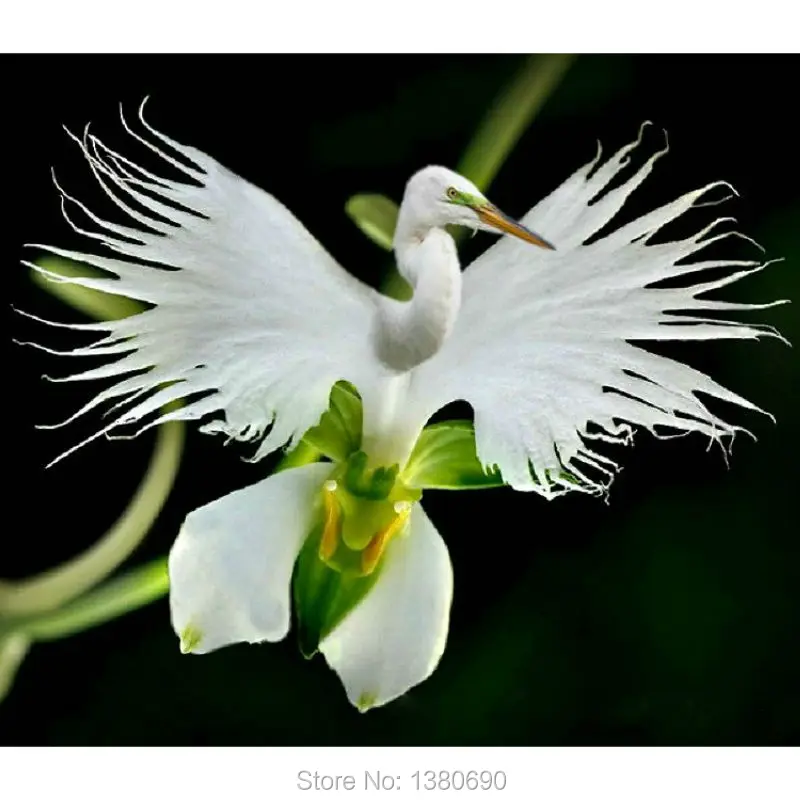 Japanese Radiata Seeds White Egret Orchid Seeds World's Rare Orchid Species White Flowers Orchidee Garden & Home Planting