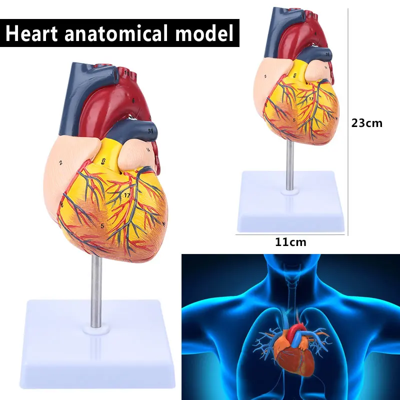 

Heart Model Anatomical Model Heart Anatomy Model PVC Anatomical Durable Parietal Educational Dismountable