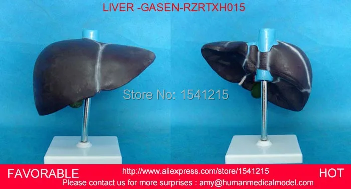 

HUMAN LIVER MODEL ANATOMICAL MODEL MEDICAL SCIENCE TEACHING SUPPLIES,HUMAN LIVER MODEL,VIVID LIVER MEDICAL MODEL-GASEN-RZRTXH015