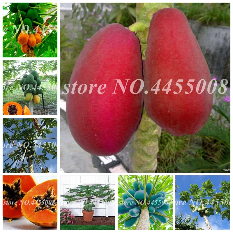 

40 Pcs/ Bag Sweet Papaya Bonsai Organic Heirloom Vegetable Fruit Plant Potted Dwarf Tree Edible Plant For Home Garden Flower Pot