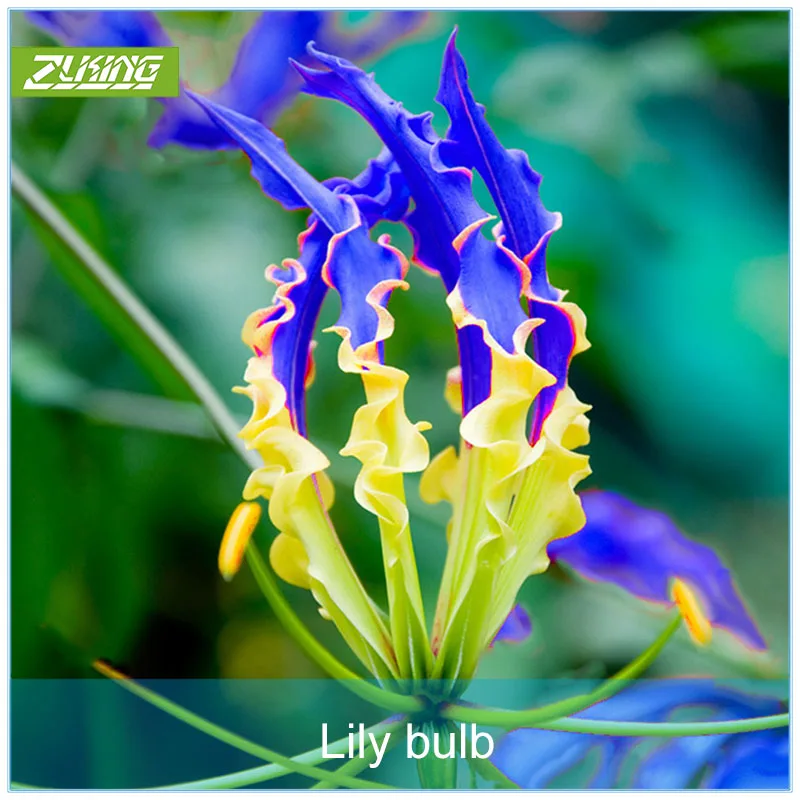

ZLKING 1 Pcs Blue Flame Lily Bulb Bonsai Exotic Flowering Plants Fast Growing Perennial Flower Garden Unique Beautiful Flowers