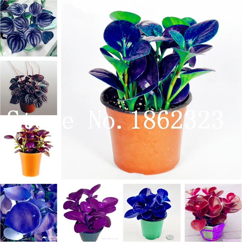 Spring Bonsai Peperomia Tetraphylla Plant 100 Pcs Mix Peperomia Flower Novel Blooming Plant for Courtyard Garden (Mixed Color)