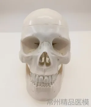 

plastic skull model painting art sketch teaching simulation skull skeleton model