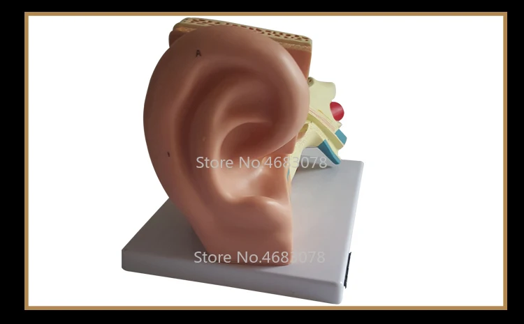 5 раз анатомическая модель человеческого уха, показывающая структуру органов центрального и внешнего ушей, Медицинские Учебные принадлежности 34x23x22 см
