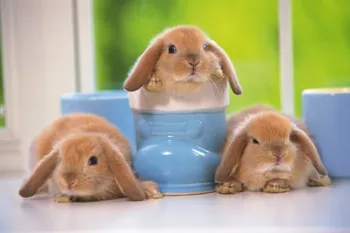 

New 100% DIY 5D Diamond Mosaic Cute Rabbit Handmade Round Diamond Painting Cross Stitch Kits Diamond christmas Embroidery D1402