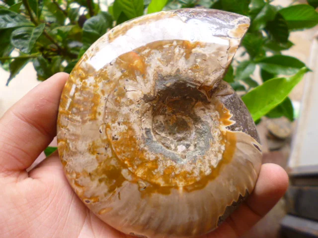 Best Price 363g(0.79 lb) Natural Ammonite Specimen Shell Fossil Madagascar BFF080