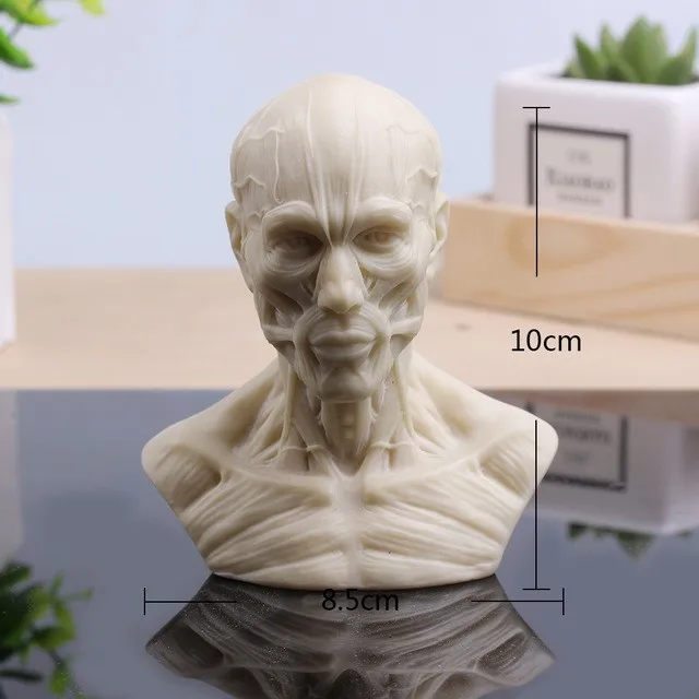 Human head muscle carved ferrite skull model still life painting reference model free shipping
Human head muscle carved ferrite skull model still life painting reference model free shipping