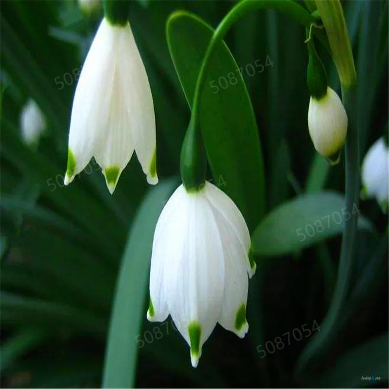 

100PCS Galanthus nivalis bonsais Common Snowdrop Flower bonsais Beautiful garden Freezing plants Bonsai balcony flower