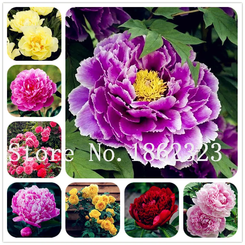 

10 pcs Mixed color peony Bonsai Chinese rose Tree Peony Flower Potted Plant Decoration bonsai flower plant for home garden