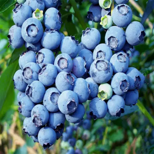

High Bush Big Blueberry 100 " Big size Blueberry