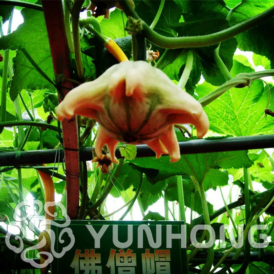 

Open Pollinated Pumpkin Bonsai Gourd Mixture, 20PCS Bonsai Packet Different Shap Gourd Pumpkin Vegetable Free Shipping Non GMO