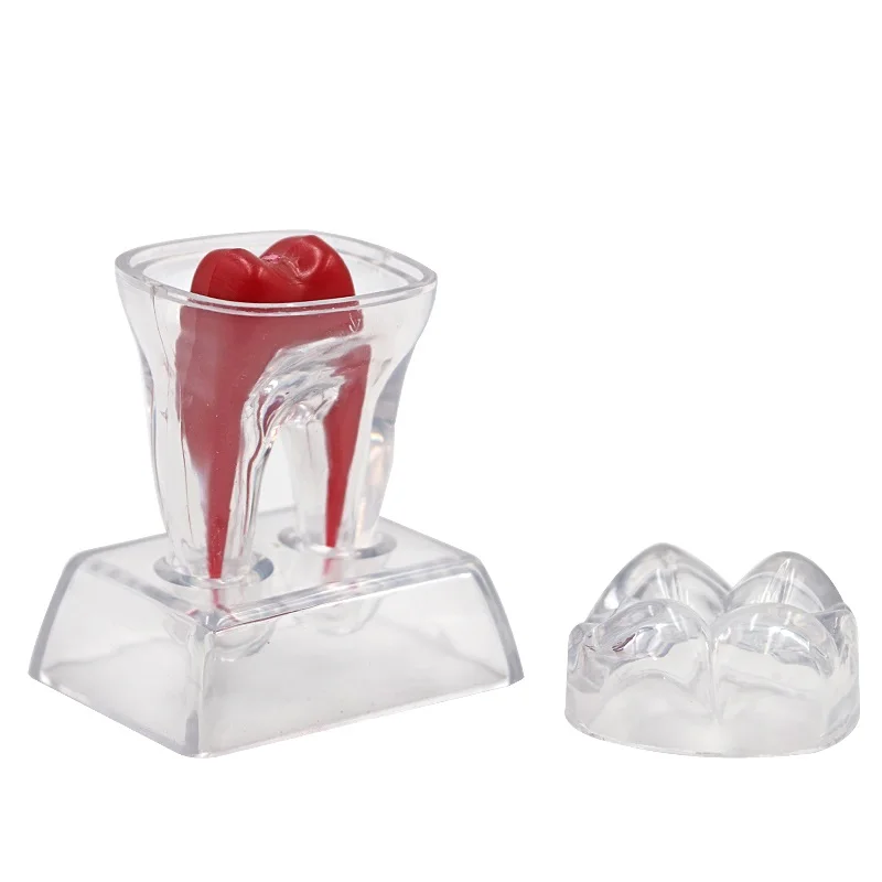 2pcs Dental Detachable Base Teeth Model Plastic Hard Tooth Molar Separable Shape Gift Teaching Study | Красота и здоровье