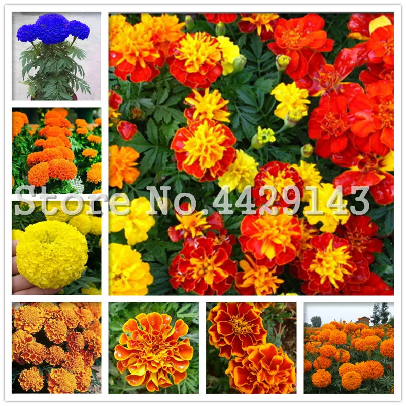 

African Marigold French Marigold Herbs Tagetes Erecta Flower Bonsai Tagetes Flower For Home Garden Decoration Plant 100 Pcs