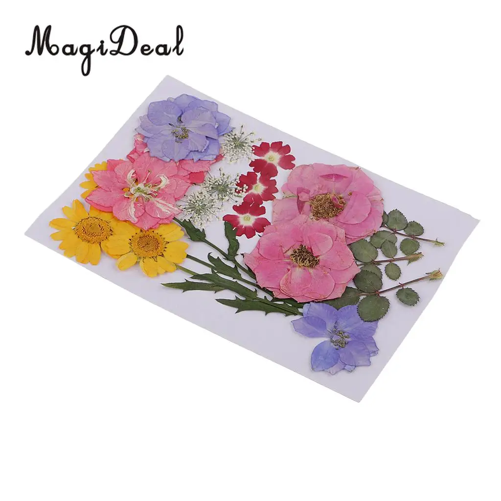 Beautiful Multiple Real Pressed Leaves Natural Dried Flowers for Art Craft Scrapbooking Card Making  Resin Jewelry Craft DIY