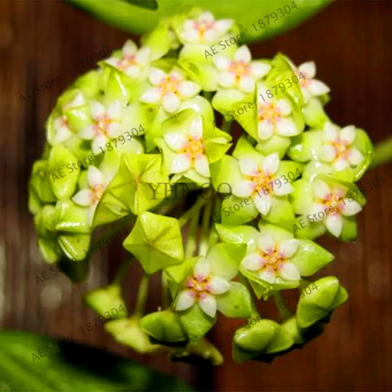 100 шт./упак. Редкие Hoya цветок flores, Орхидея, растения, в помещении бонсай Flowerfor дома и сада посадки легко растить - Цвет: 9