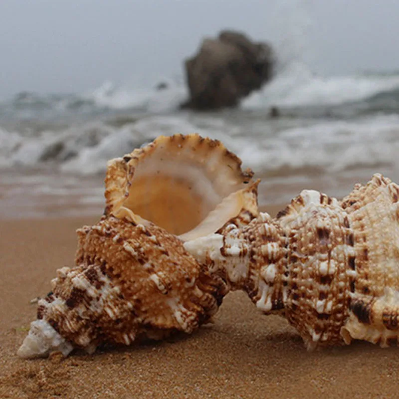 

Natural Sea Shell The maximum number of shells Married Home Decoration 7" - 9.5 "