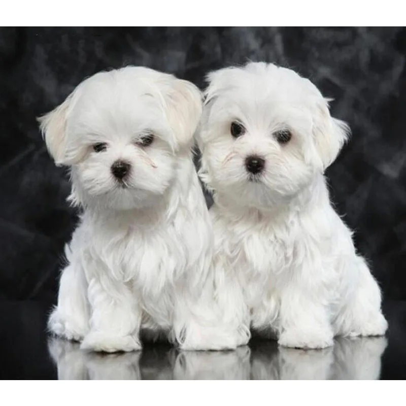 

Hobbies and Crafts Full Diamond Embroidery 5D Diy Diamond Painting Sale Autumn Maltese Dog Mosaic Diamonds Picture Embroidery