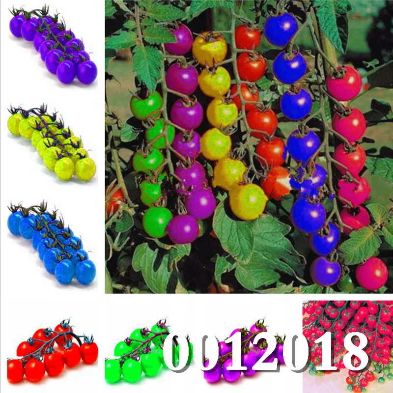

100 Pcs Multicolour Tomato Bonsai, Rich Nutrition and Juicy, Bonsai Balcony Vegetable and Fruit Tree for Home & Garden Plant