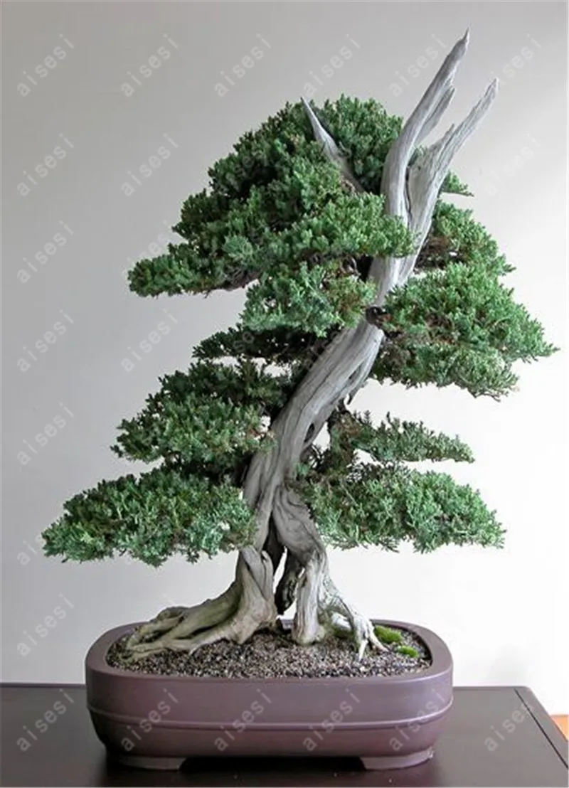50 pcs/Bag  Juniper Bonsai Tree Bonsai Potted Office Bonsai Purify The Air Absorb Harmful Gases For Home Garden