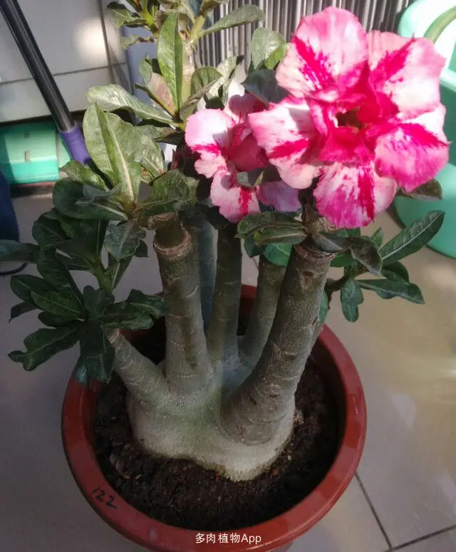 Свежий настоящий "Adenium arabicum" Микс-бонсай декоративный P-Se-eds балкон горшечные цветы Drawf Adenium Obesum для сада