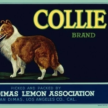 Collie Brand Lemons vintage advertising Poster Print (36 x 54)