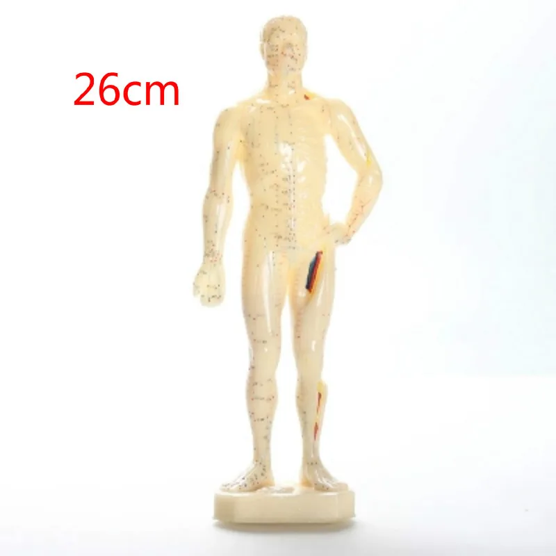 Модель точечной акупунктуры 26/48/50 см|models help|model farmmeridian |