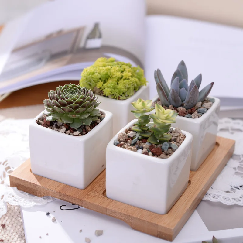pots de plantes de cactus avec plateau en bambou SODIAL Pots de fleurs blanches en ceramique Pots de fleurs ovales modernes