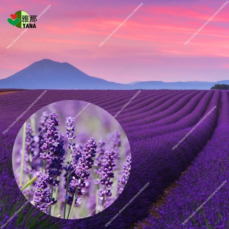 

Provence Lavender purple Lavandula vanilla fragrant organic lavender plant flower couryard Bonsai100pcs/bag seeds