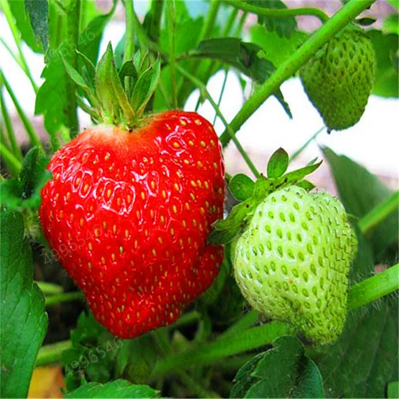 

Best-Selling!300 pcs climbing strawberry bonsai Climbing Red Strawberry plant With SALUBRIOUS TASTE * NON-GMO Strawberry Mount